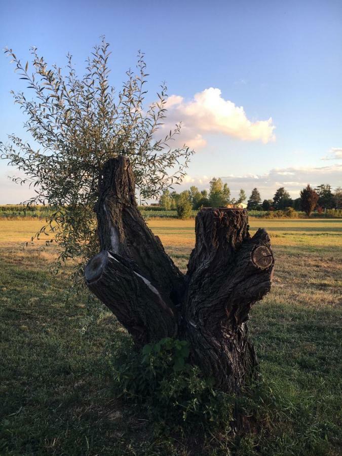 Bed & Breakfast Il Mio Gelso Villanova d'Asti Exterior photo